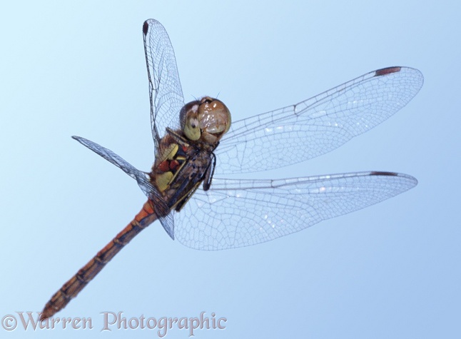 Common Darter Dragonfly (Sympetrum striolatum) male in flight