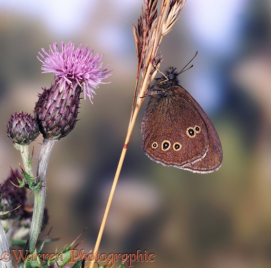 Ringlet Butterfly (Aphantopus hyperantus) at rest