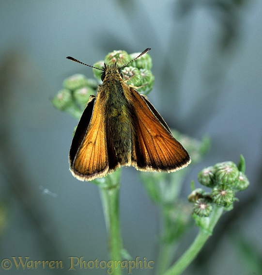 Small Skipper Butterfly (Thymelicus flavus) sunning