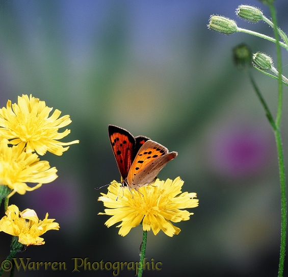 Small Copper Butterfly (Lycaena phlaeas) on hawkweed flower