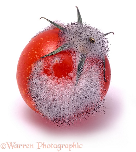 Mould growing on an over-ripe tomato, white background