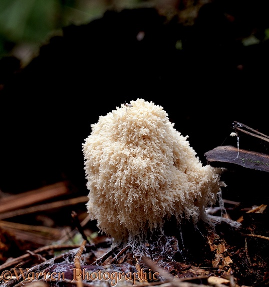 Myxomycete or slime mould fruiting body on dead wood