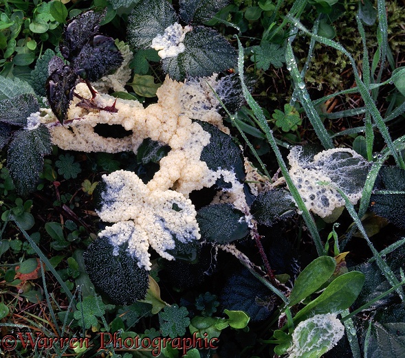 Myxomycete or slime mould fruiting body spreading over bramble