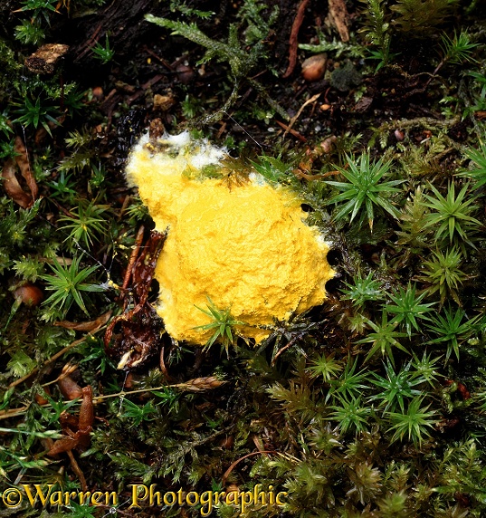 Myxomycete or slime mould fruiting body on moss