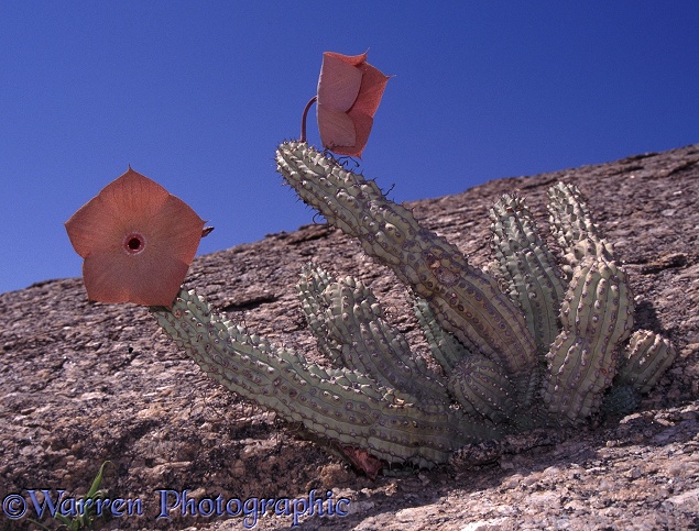 Hoodia (Hoodia currori) flowering on granite insulberg, Namib Desert.  South Africa