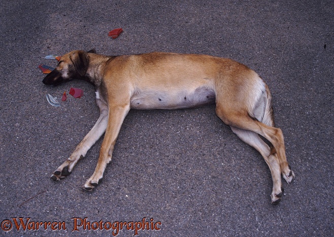 Saluki Lurcher bitch Tansy, unconscious after being hit by a car