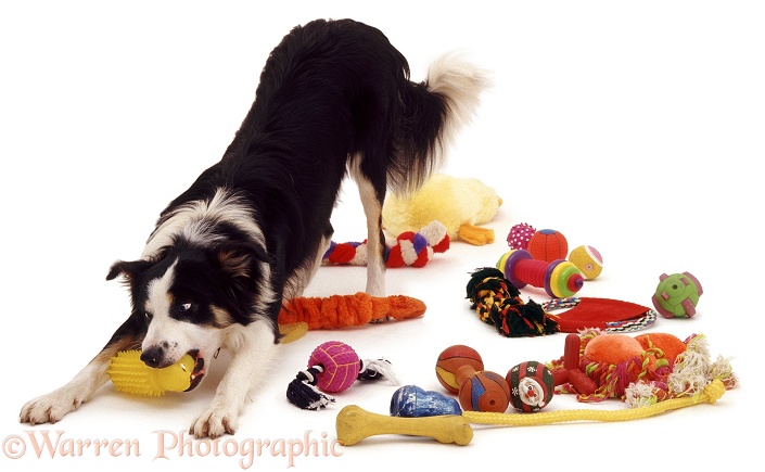 Border Collie Baloo 'play-bowing', surrounded by toys, white background