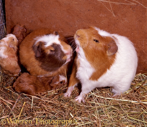 Guinea pigs fighting