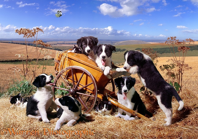 Black-and-white Border Collies and kittens playing around a small hay-cart
