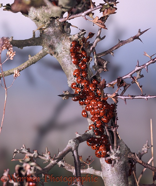 7-spot Ladybird or Ladybug (Coccinella 7-punctata) hibernating cluster on thorn bush growing on exposed hillside, November