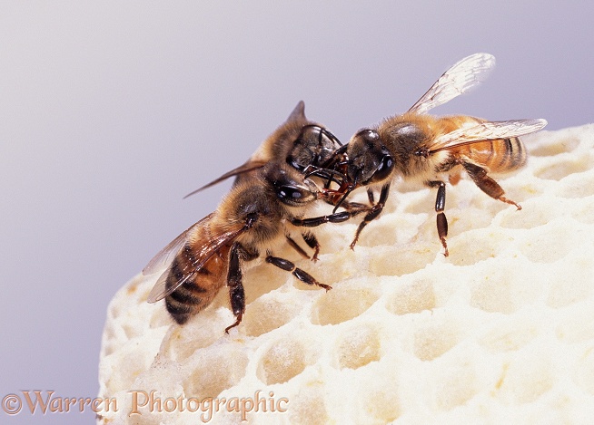 Honey Bee (Apis mellifera) workers mutual feeding on honey comb