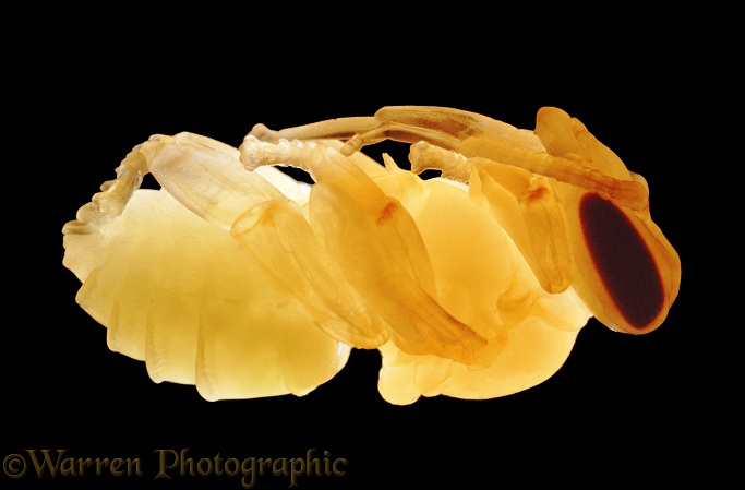 Honey Bee (Apis mellifera) worker pupa