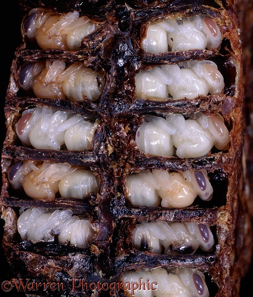 Honey Bee (Apis mellifera) worker pupae in sectioned comb