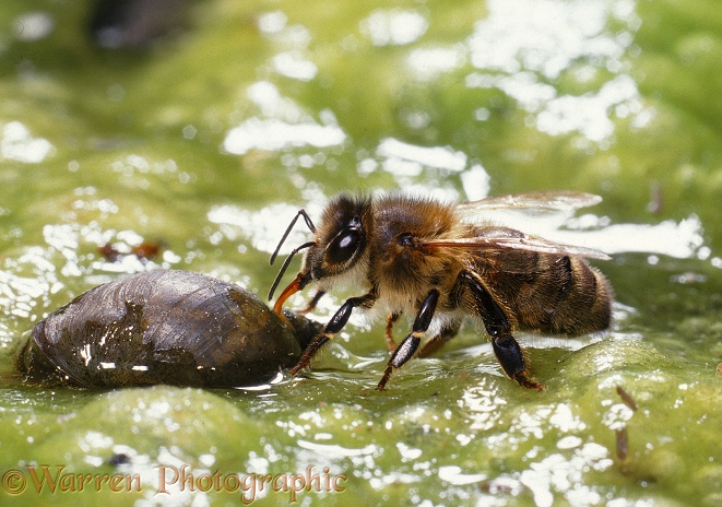 Honey Bee (Apis mellifera) worker drinking from snail shell on algae-covered pond