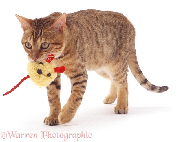 Brown Spotted Bengal catten carrying a retrieve toy, white background