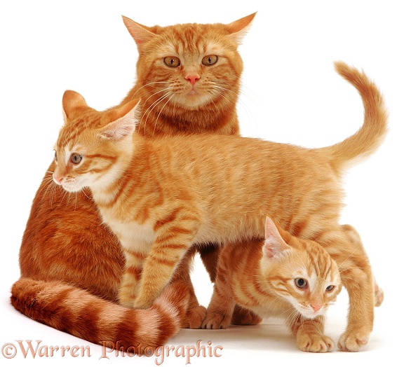 British Shorthair red tabby cat, Glenda, with two of her 12-week-old red kittens, white background