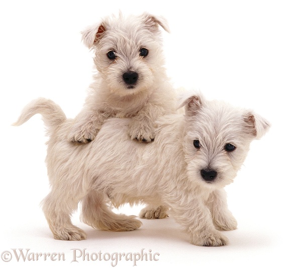 Playful Westie pups, white background