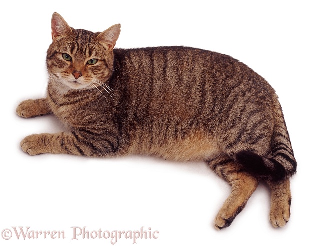 Brown striped striped or mackerel tabby male cat, Nemo, lying down and looking up, white background