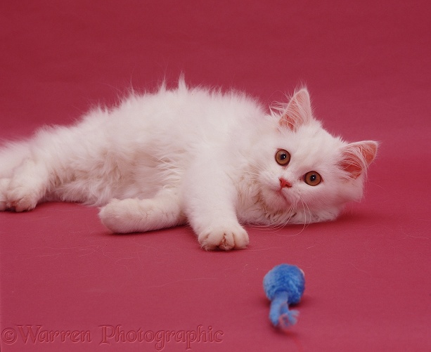White Persian-cross catten Tommy (Cobweb x Annie) on pink background
