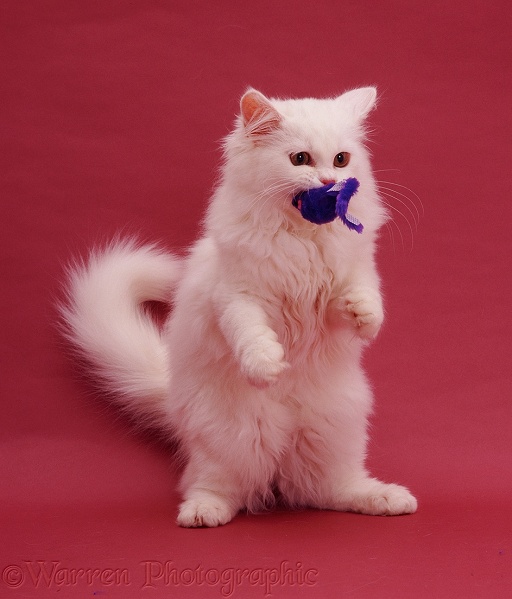 White Persian-cross catten Tommy (Cobweb x Annie) on pink background