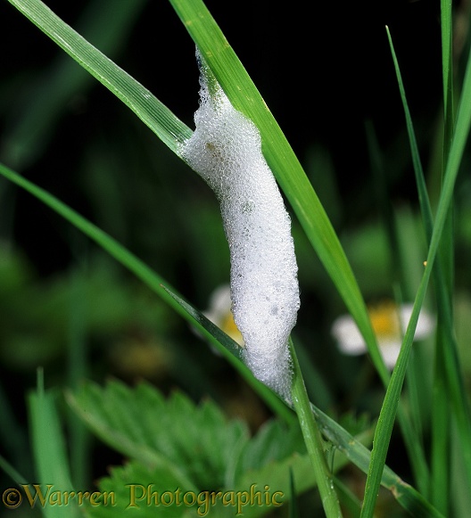 Froghopper or 'spittle bug' (Philaenus spumarius) froth nest made by nymph on grass, known as 'cuckoo spit'