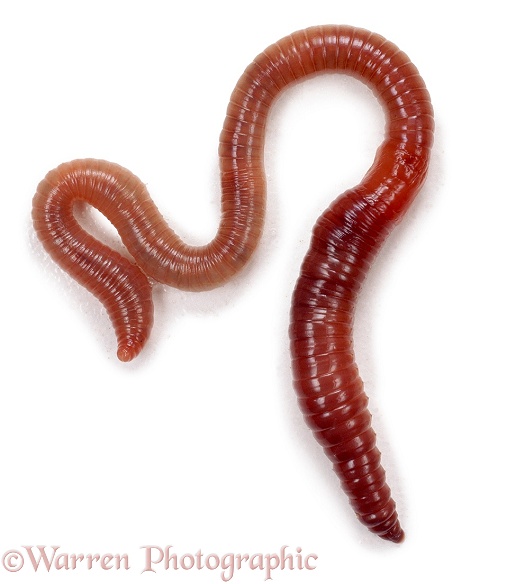 Earthworm (Lumbricus terrestris), white background