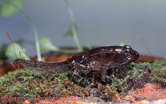 Edible Frog (Rana esculenta) froglet with tail