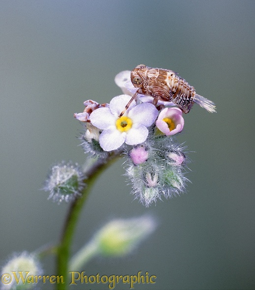 Plant hopper (Issus coleoptratus) nymph on Forget-me-not