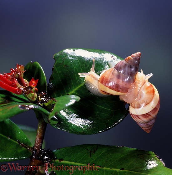 Tree snails (unidentified).  East Africa