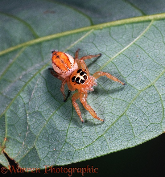 Orange jumping spider.  East Africa