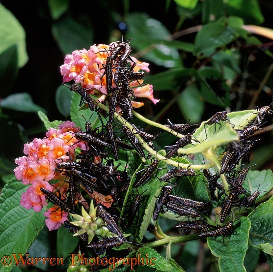 Lubber Grasshopper (Phymateus species) nymphs clustering on Lantana.  East Africa