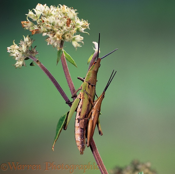Grasshoppers (unidentified) mating pair.  Kenya
