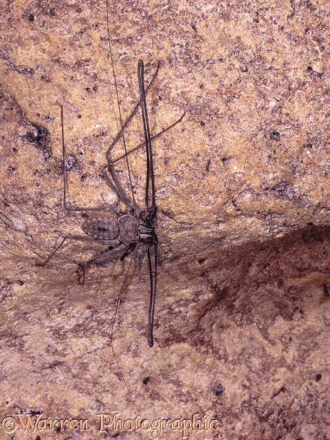 Whip scorpion in a coastal limestone cave.  East Africa