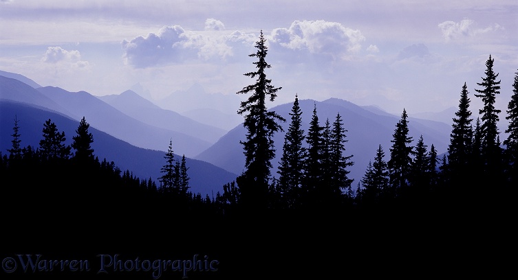 Subalpine Firs and Mt. Hozameen.  British Columbia, Canada