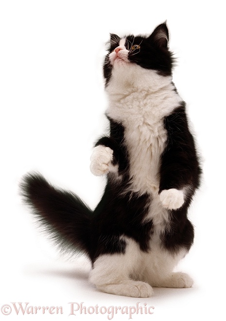 Black-and-white cat Flora standing up, white background