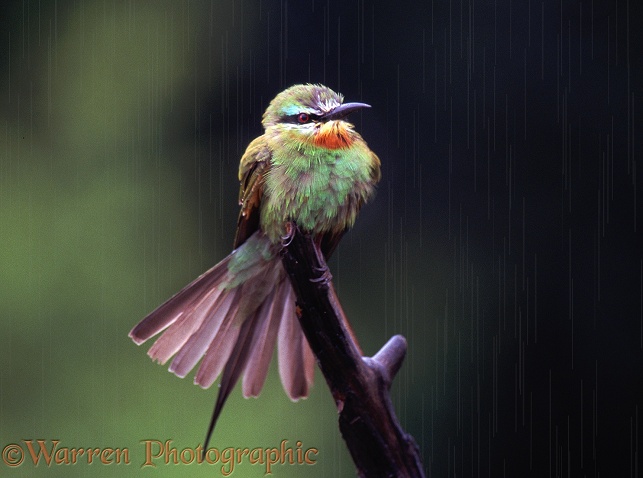 Little Bee-eater (Merops apiaster) rain bathing.  Africa