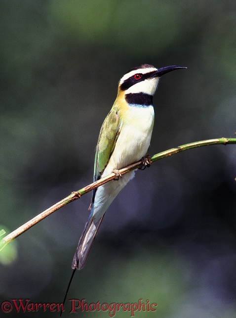 White-throated Bee-eater (Merops albicollis).  Africa