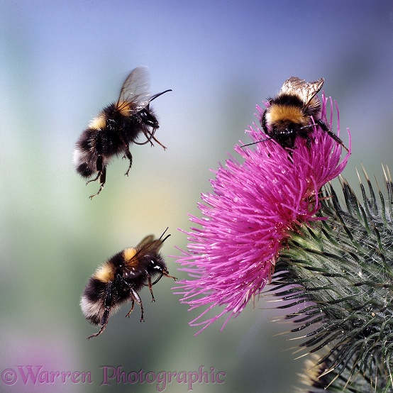 White-tailed Bumblebees (Bombus lucorum) visiting Spear Thistle