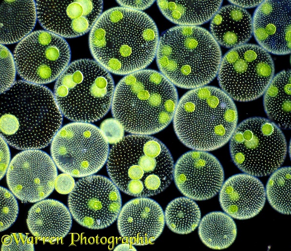 Volvox colonies photographed at 40x magnification