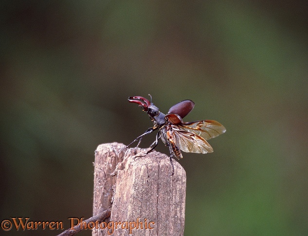 Stag Beetle (Lucanus cervus) male taking off