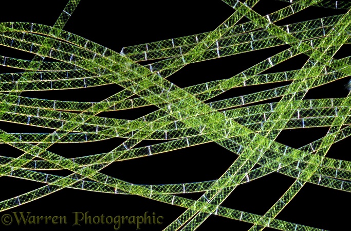 Filamentous freshwater green algae (Spirogyra)