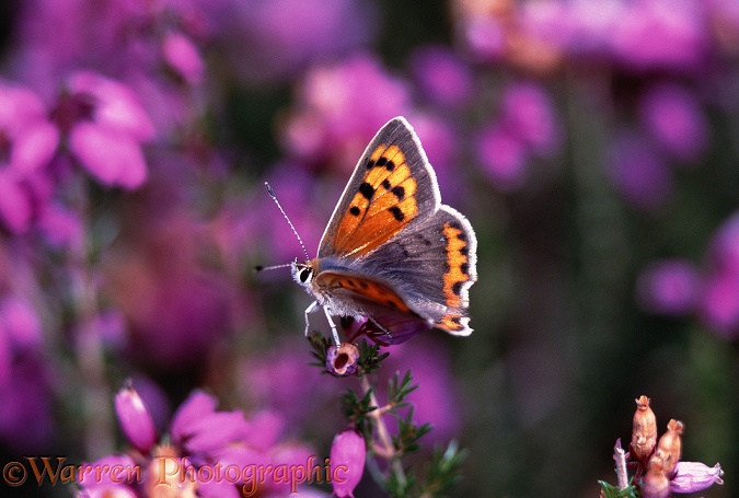 Small Copper Butterfly (Lycaena phlaeas) male on bell heather