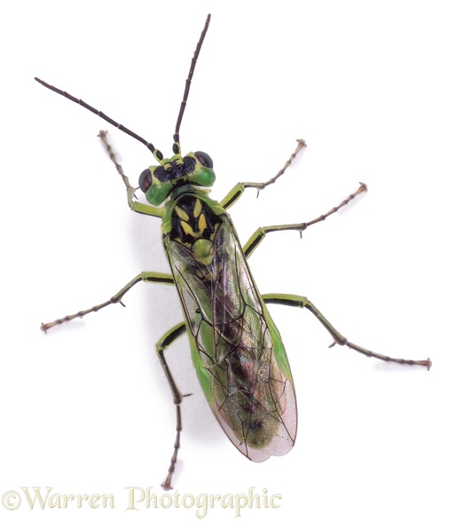 Green sawfly (Rhogogaster viridis), white background