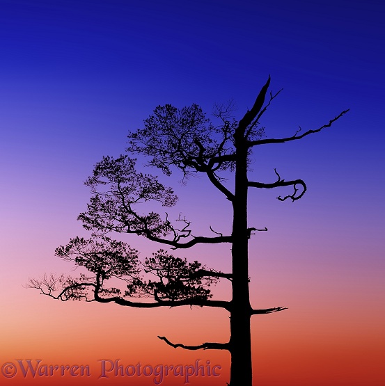 Scots Pine (Pinus sylvestris) at sunset