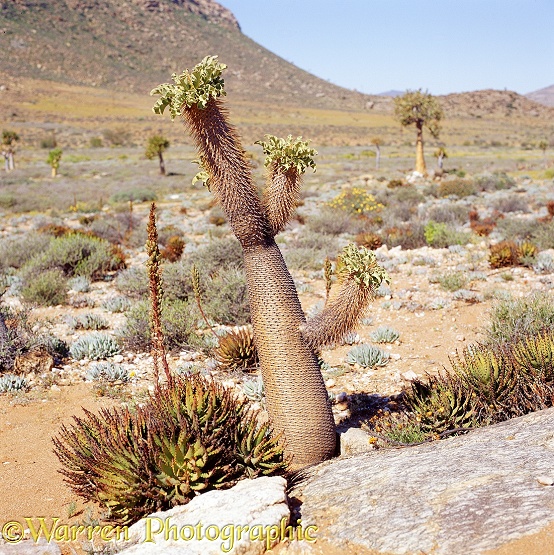 Elephant's Trunk (Pachypodium namaquanum) [Afrikaans: halfmens].  Southern Africa