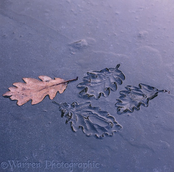 Impressions in ice caused by oak leaves absorbing warmth from the sun.  Surrey, England