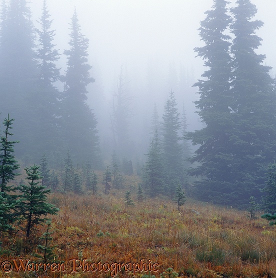 Misty alpine scene.  British Columbia, Canada