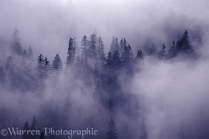 Trees in the clouds.  British Columbia, Canada