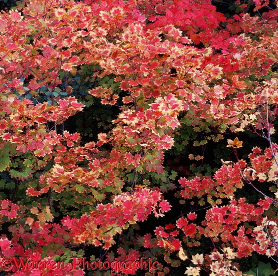 Vine Maple (Acer circinatum) leaves.  Western N. America