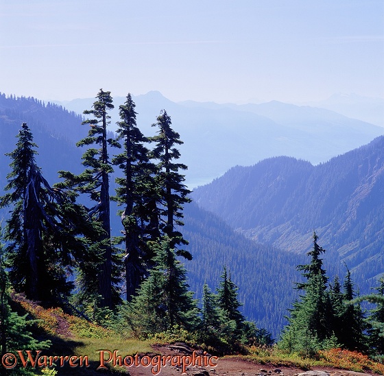 Alpine scene.  Washington State, USA
